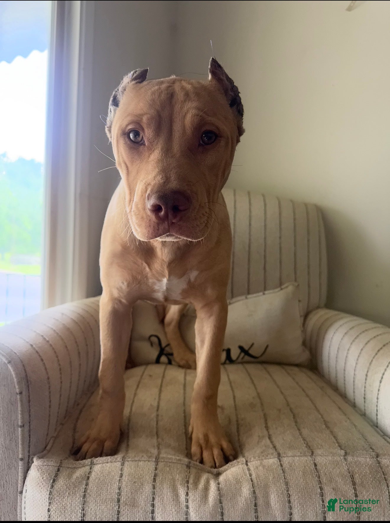 American Bully dogs Nala - Ad 2