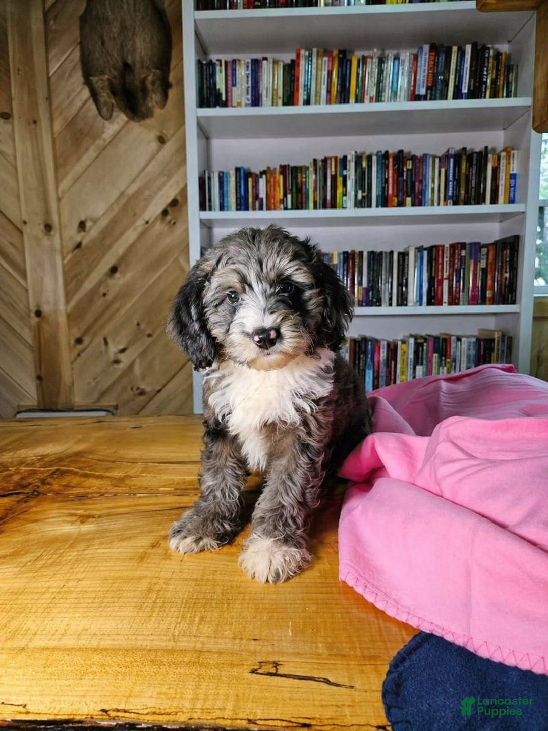 Mixed Breed dogs Ruby - Ad 1