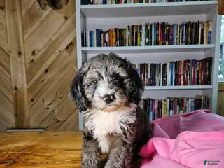 Mixed Breed dogs for sale: Ruby - Ad 2
