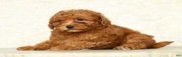 Miniature Labradoodle dogs for sale: Ditto - Ad 4
