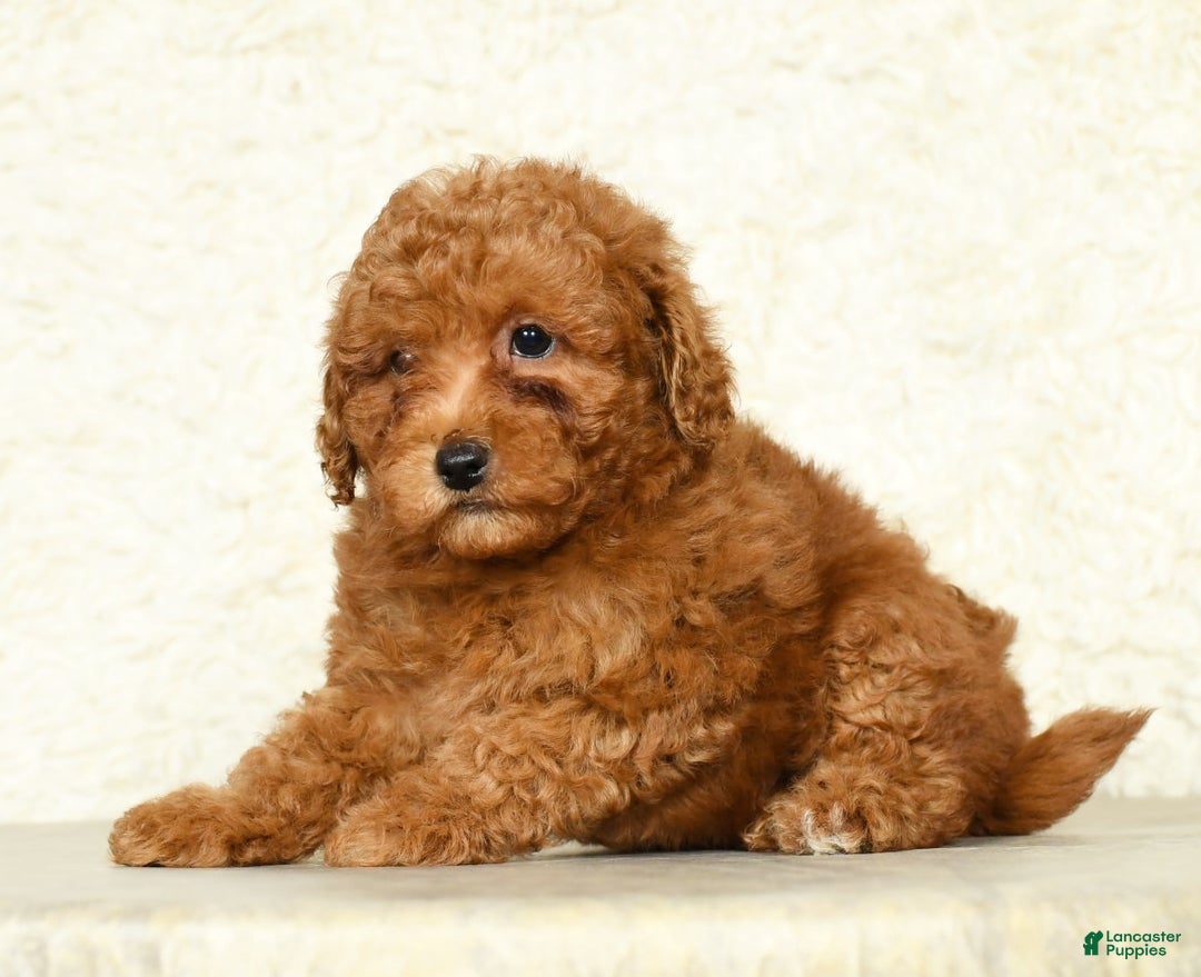 Miniature Labradoodle dogs for sale: Ditto - Ad 4