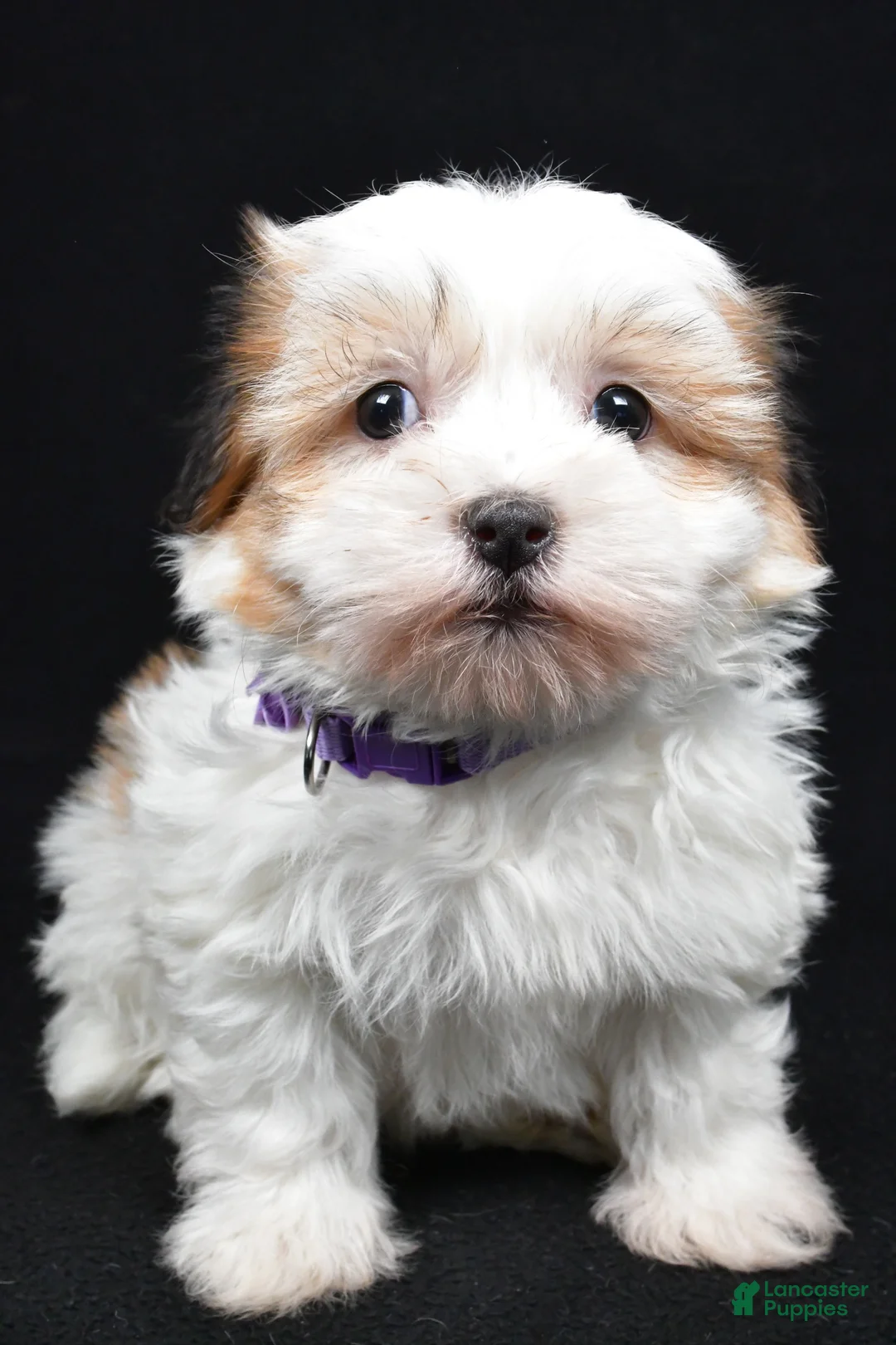 Havanese dogs for sale: Lexi - Ad 5