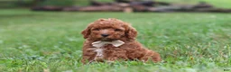 Cavapoo dogs for sale: Jordan - Ad 6