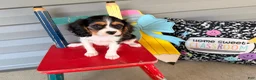 Cavalier King Charles Spaniel dogs for sale: Scout - Ad 3