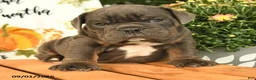 Olde English Bulldogge dogs for sale: Gage - Ad 3