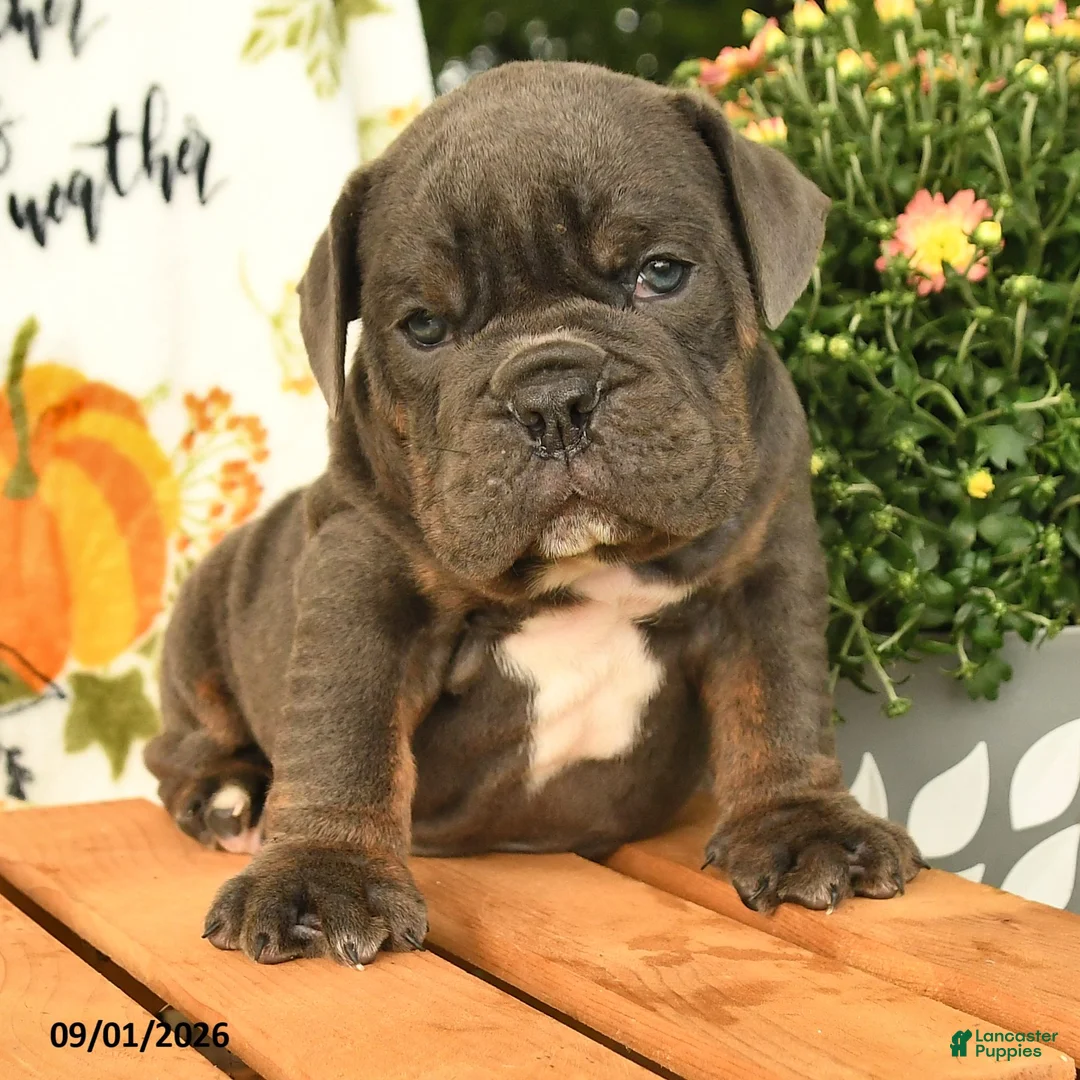 Olde English Bulldogge dogs for sale: Gage - Ad 3