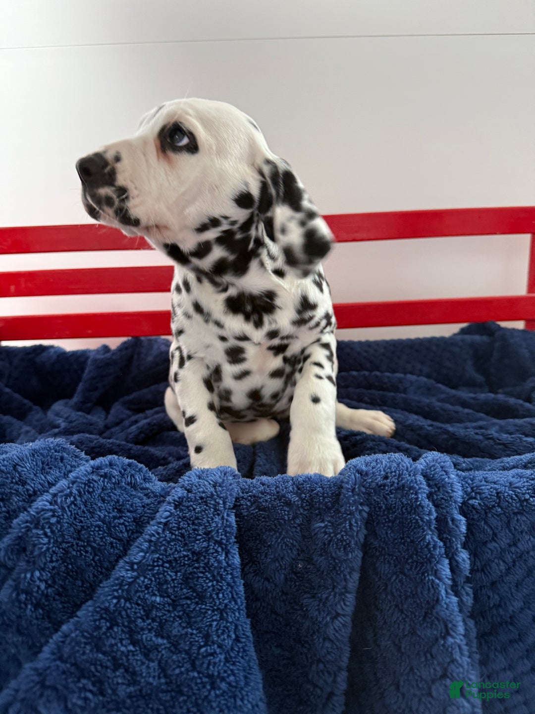 Dalmatian dogs for sale: Tessa - Ad 18