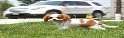 Cavalier King Charles Spaniel dogs for sale: Oliver - Ad 10