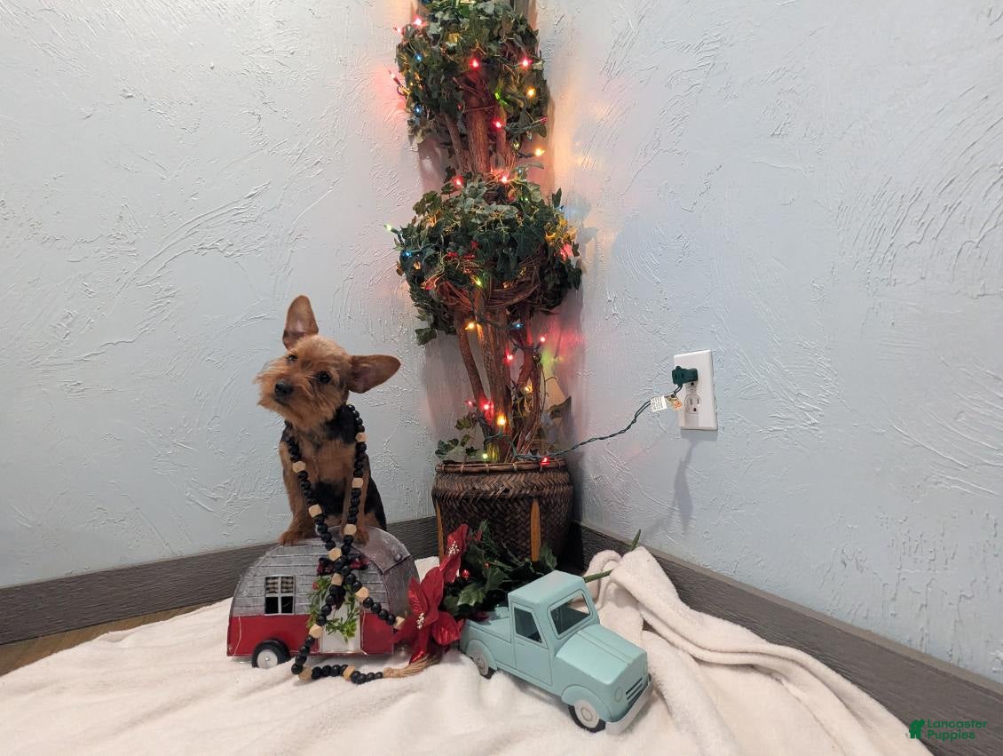 Yorkshire Terrier dogs Moose - Ad 2