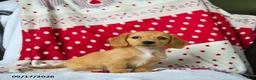 Miniature Dachshund dogs for sale: Sugar - Ad 5