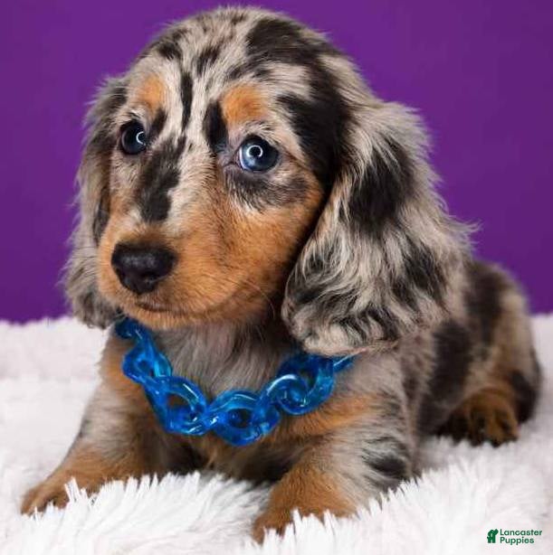 Dachshund dogs Dachshund 1 - Ad 1
