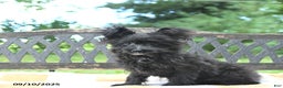 Pomapoo dogs for sale: Lil Scottie - Ad 15
