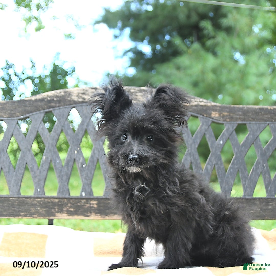 Pomapoo dogs for sale: Lil Scottie - Ad 15