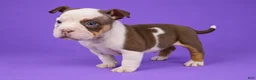 American Bully dogs for sale: Piebald Chocolate Tri Male - Ad 6