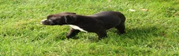 Boxer dogs for sale: Ace - Ad 7