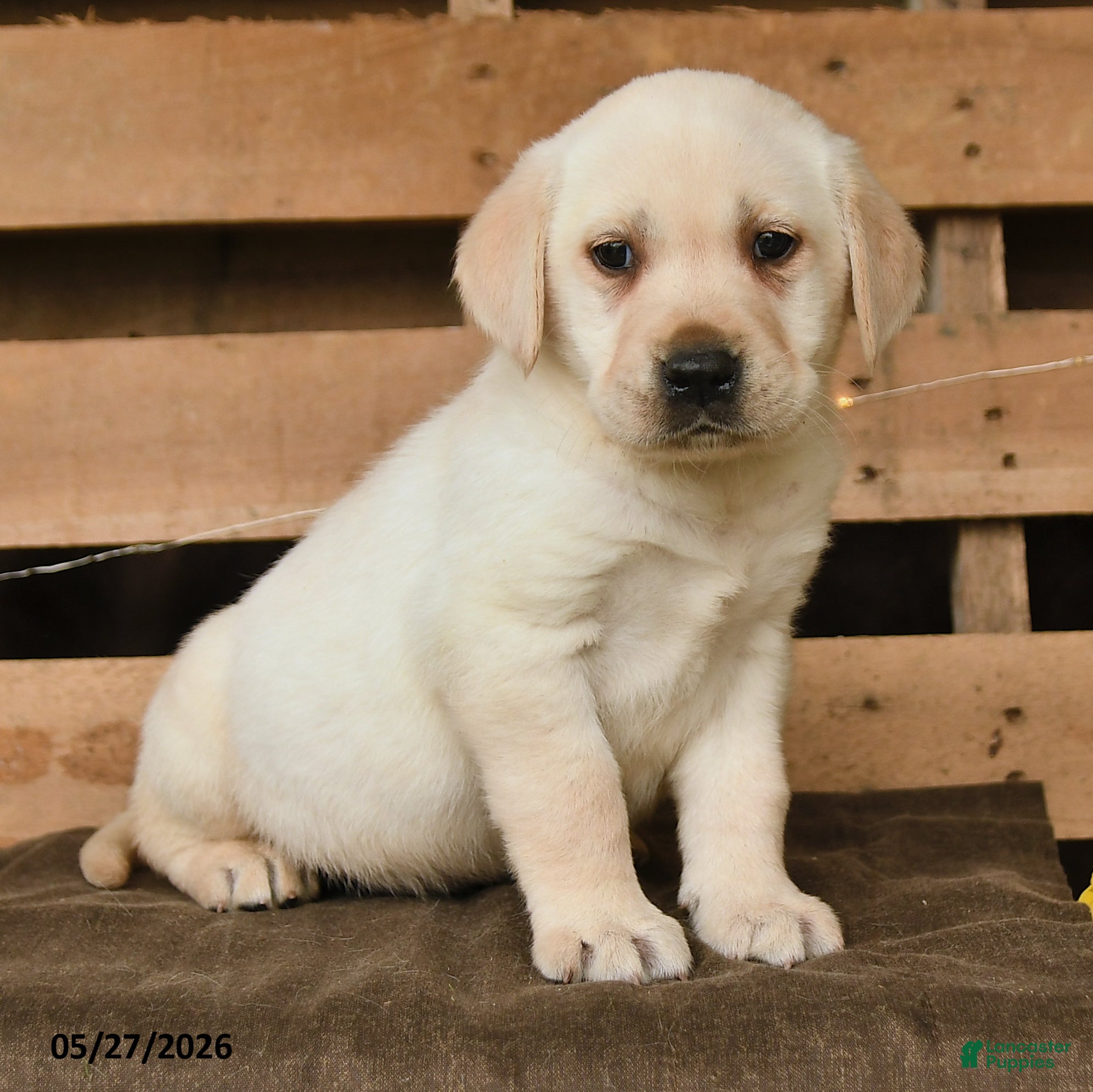 Labrador Retriever dogs Griffin - Ad 2