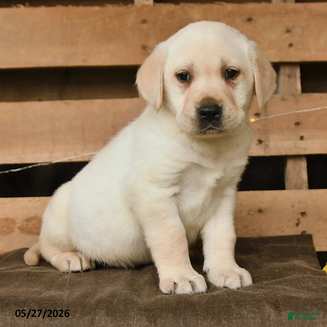 Labrador Retriever dogs for sale: Griffin - Ad 2