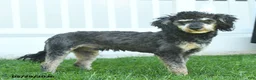 Miniature Poodle dogs for sale: Bubbles - Ad 2