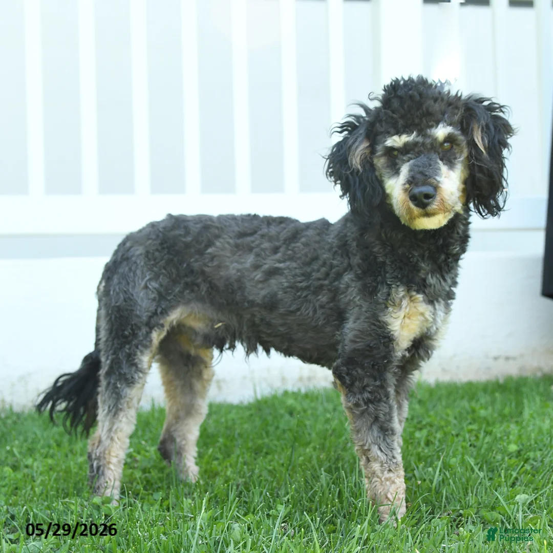 Miniature Poodle dogs for sale: Bubbles - Ad 2