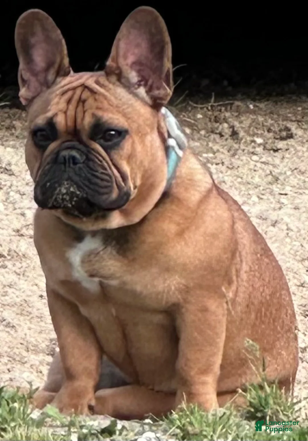 French Bulldog dogs for sale: French Bulldog Puppy 3 - Ad 2