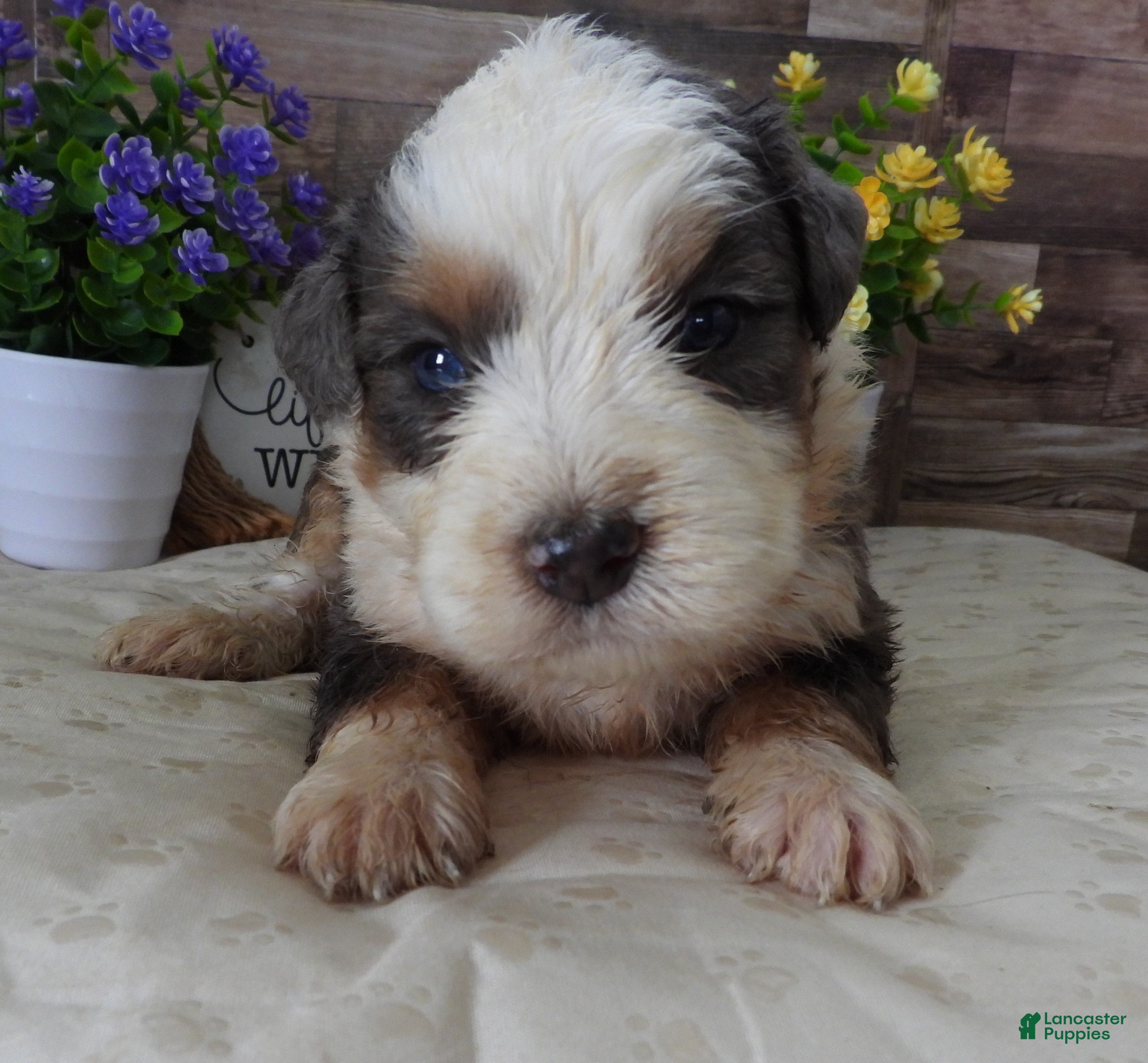 Mini Bernedoodle dogs #6 Male (Splash's) - Ad 25