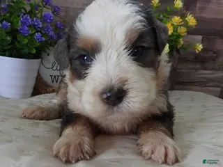 Mini Bernedoodle dogs #6 Male (Splash's) - Ad 32
