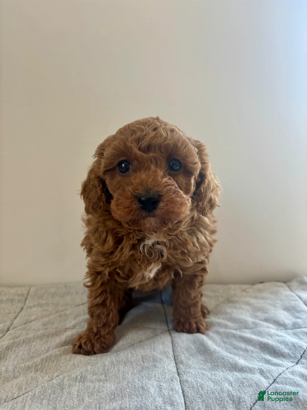 Miniature Poodle dogs for sale: Miniature Poodle Puppy 1 - Ad 2