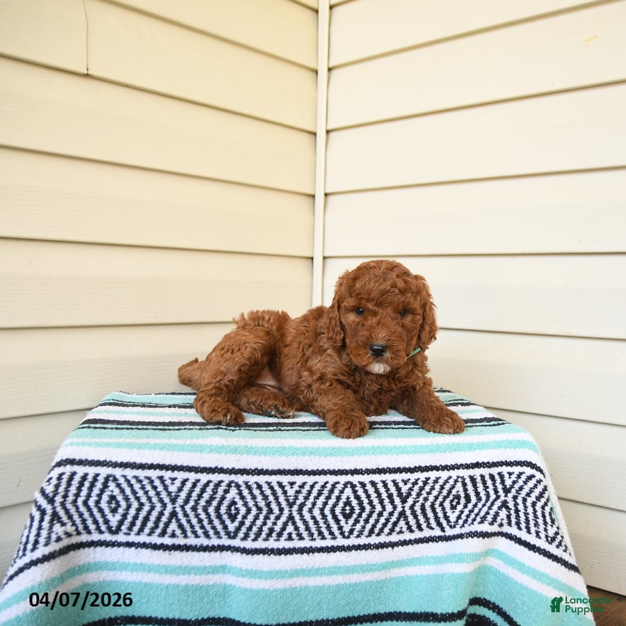 Goldendoodle dogs Mandy - Ad 2