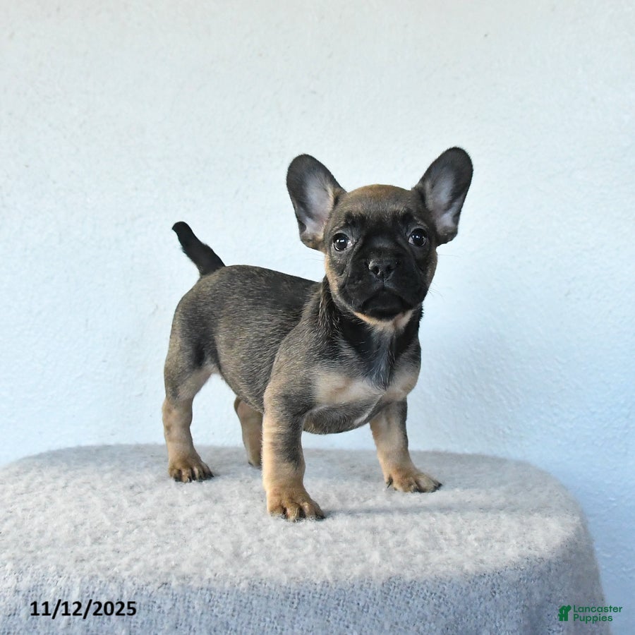 French Bulldog dogs Penny - Ad 11
