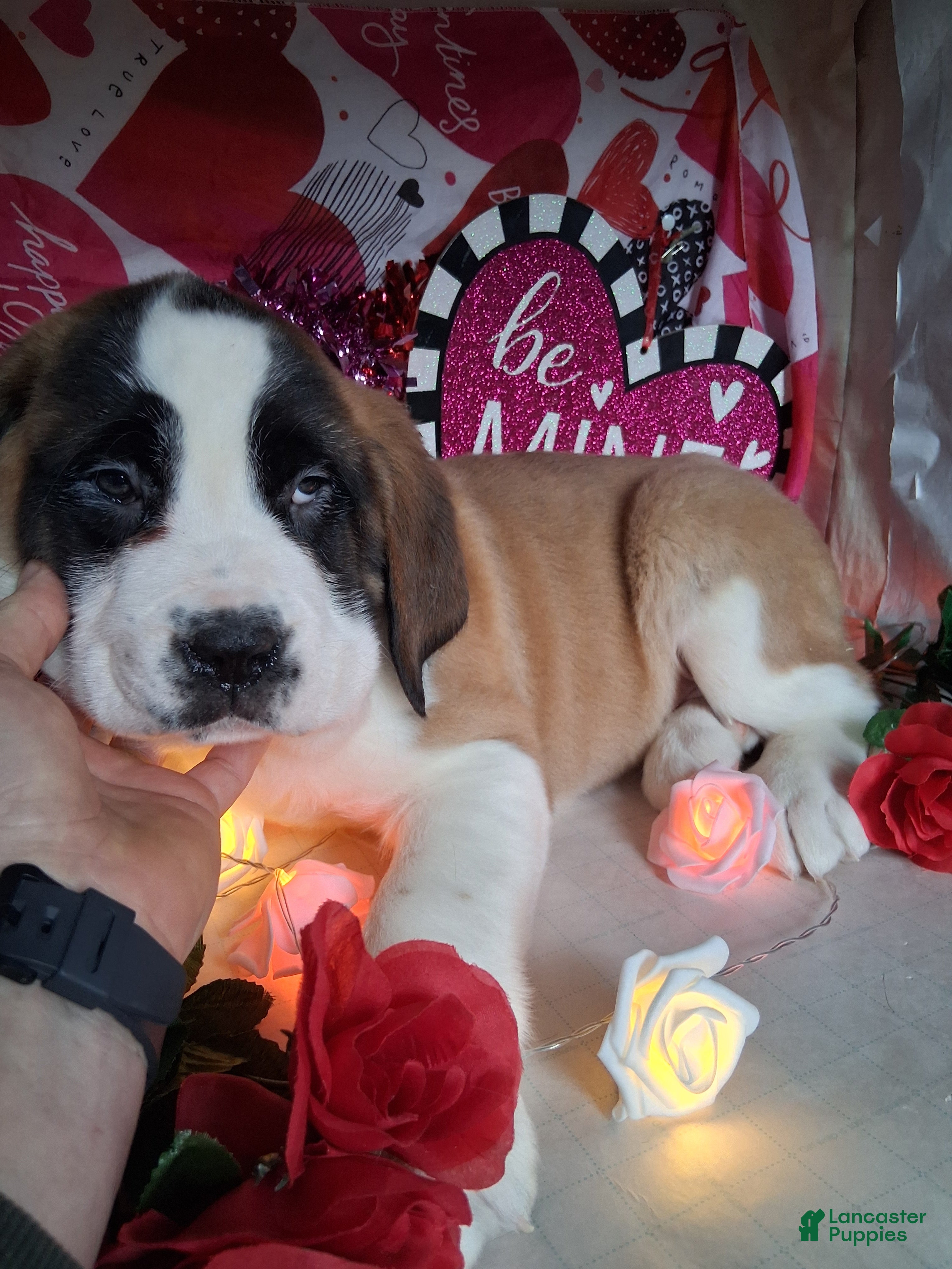 Saint Bernard dogs Margaret  - Ad 28