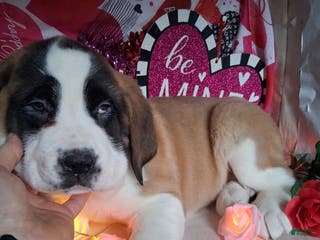 Saint Bernard dogs Margaret - Ad 28