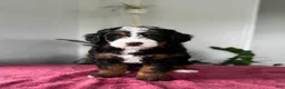 Mini Bernedoodle dogs for sale: Lucy - Ad 3