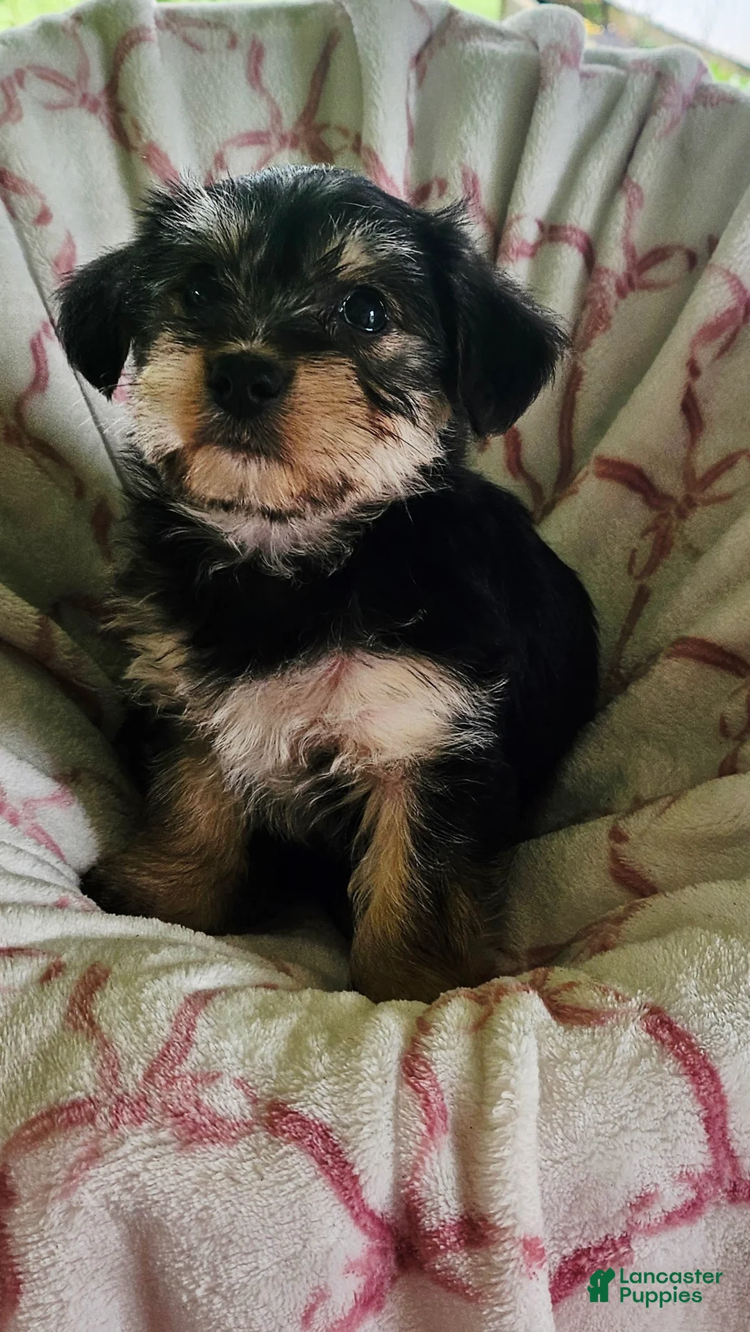 Yorkshire Terrier dogs for sale: Lilly - Ad 2
