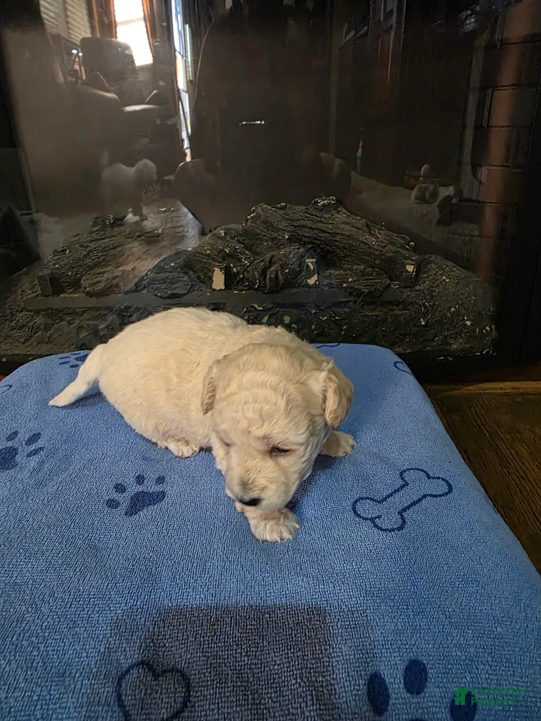 Maltipoo dogs for sale: Maltipoo Puppy 4 - Ad 2