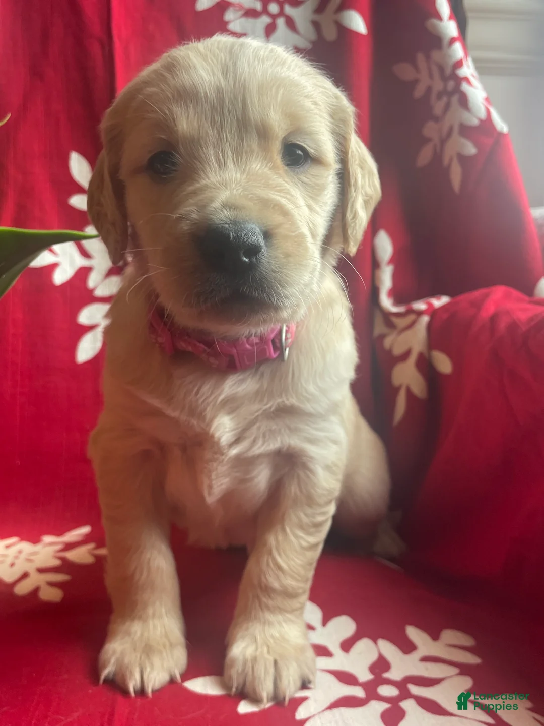 Goldendoodle dogs for sale: Goldendoodle Puppy 1 - Ad 4