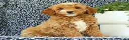 Mini Goldendoodle dogs for sale: Val - Ad 1