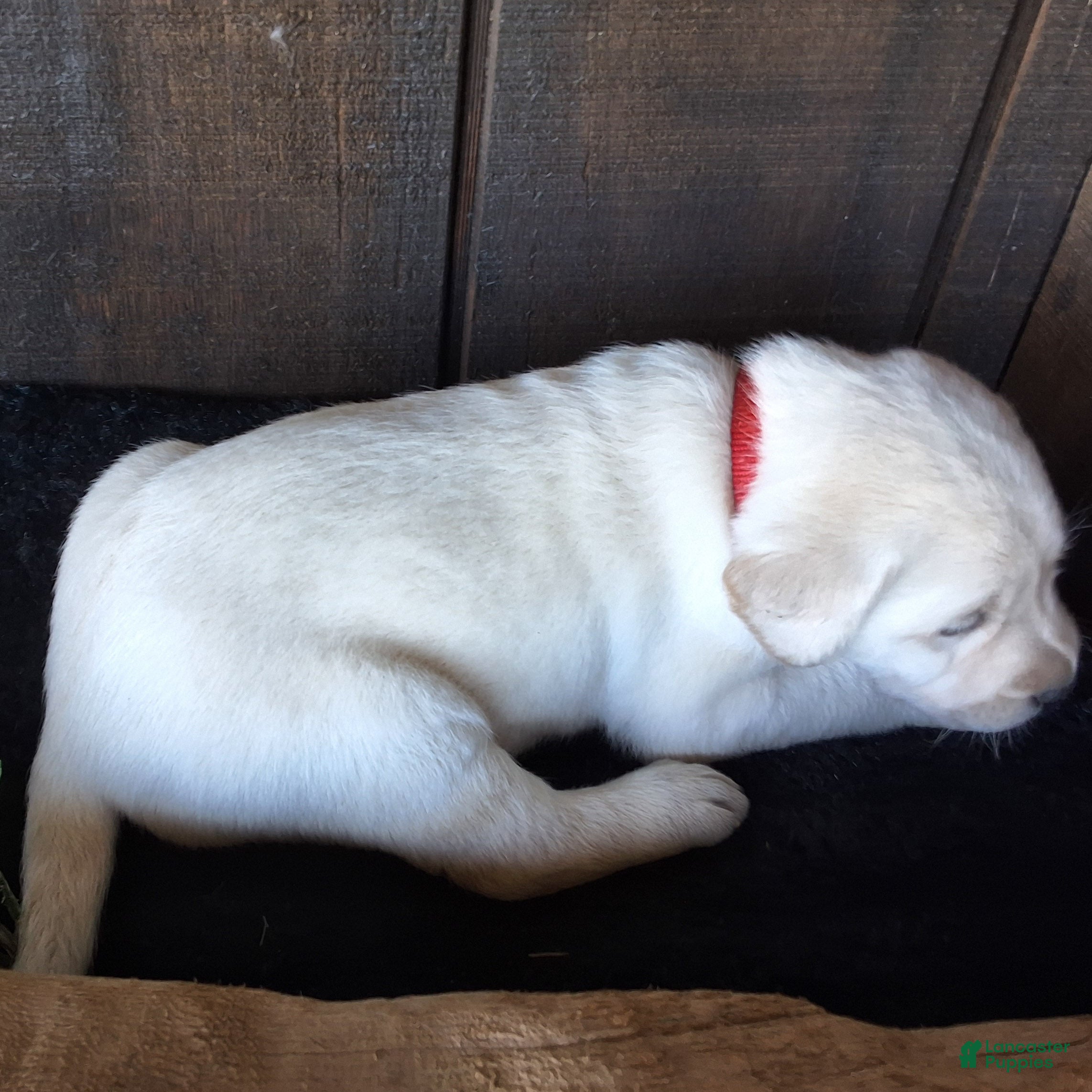 Labrador Retriever dogs Ellie Retriever 7 - Ad 2