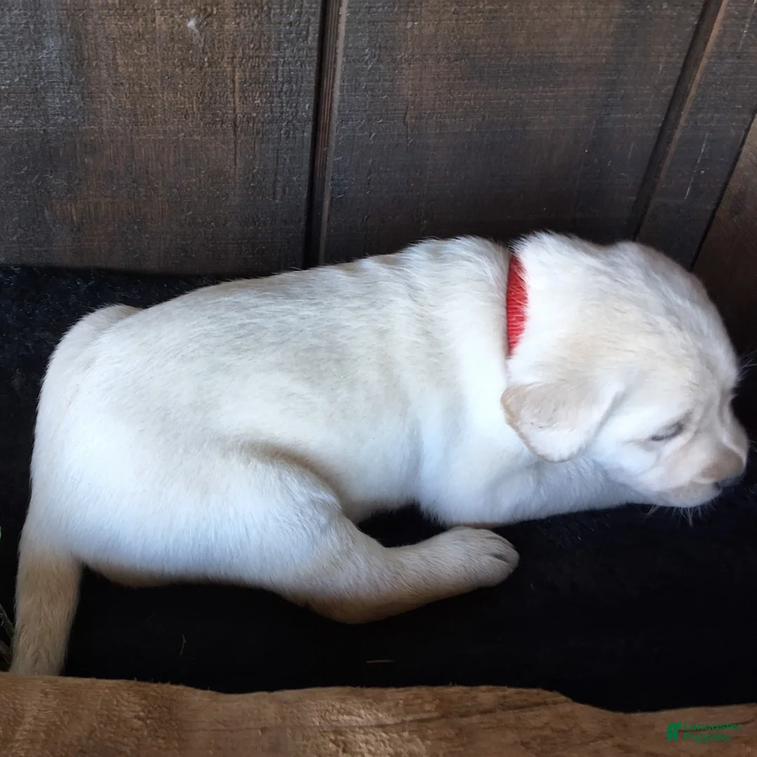 Labrador Retriever dogs for sale: Ellie Retriever 7 - Ad 2