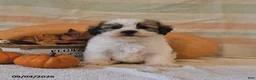 Malshi dogs for sale: Mickey - Ad 3