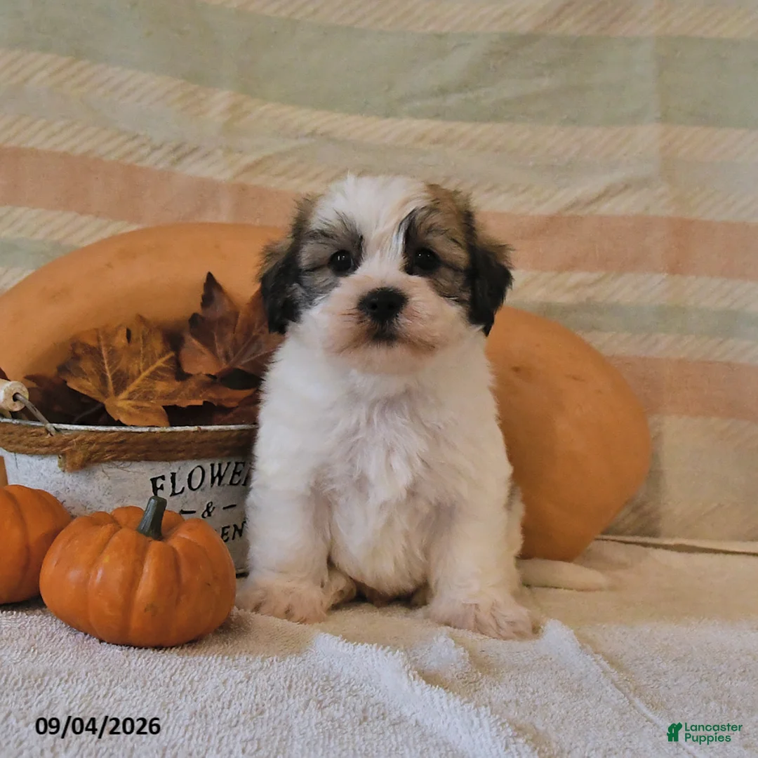 Malshi dogs for sale: Mickey - Ad 3