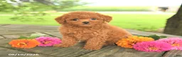 Toy Poodle dogs for sale: Lilac - Ad 4