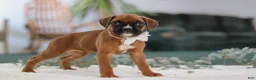 Boxer dogs for sale: Rosie - Ad 5