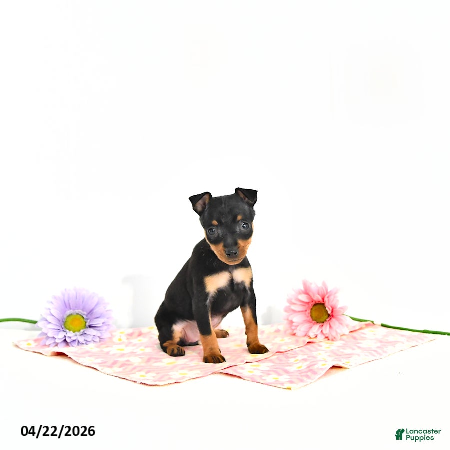 Miniature Pinscher dogs Jenna       EXTRA SMALL - Ad 2
