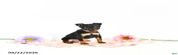 Miniature Pinscher dogs for sale: Jenna       EXTRA SMALL - Ad 2
