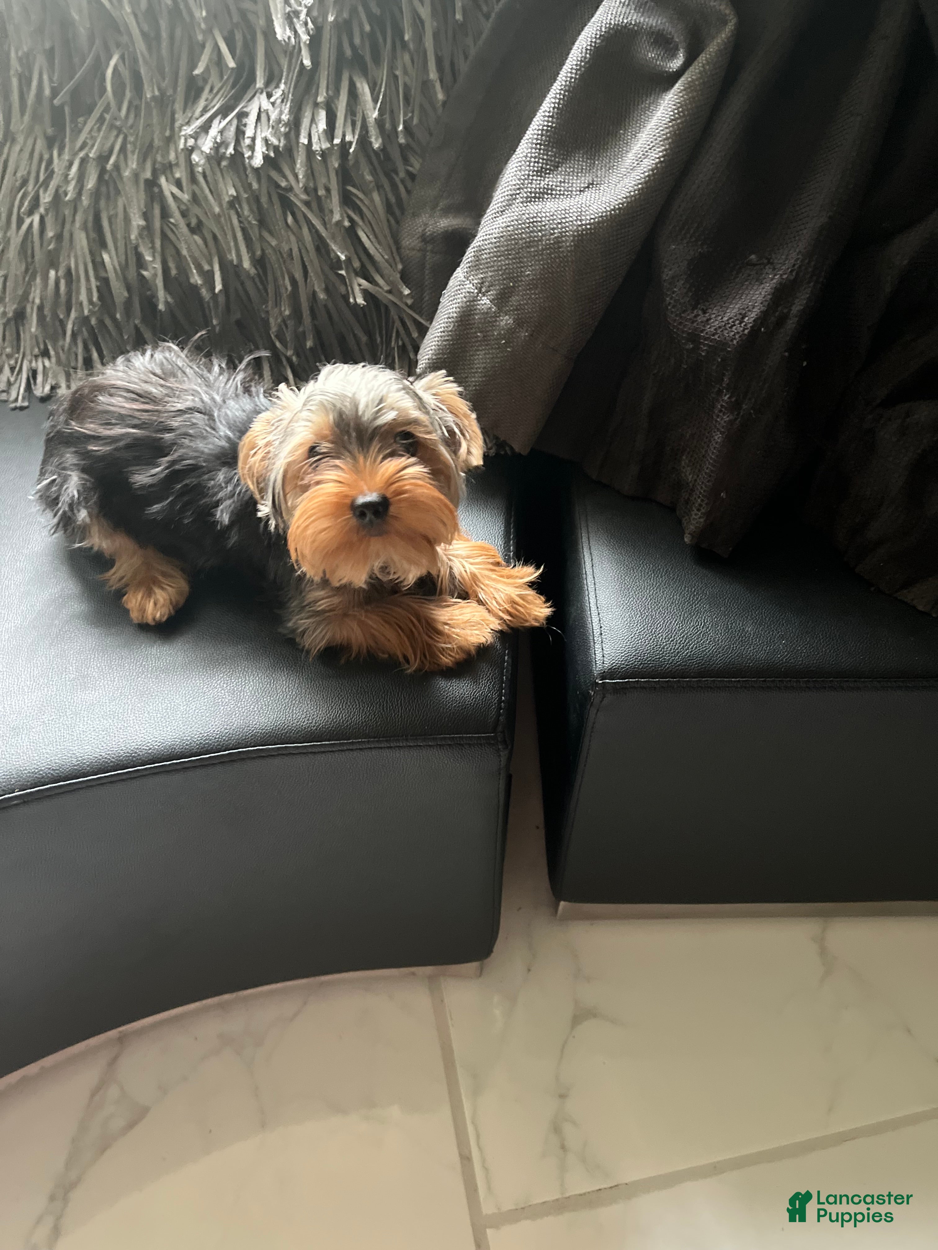 Yorkshire Terrier dogs Yorkshire Terrier Puppy 1 - Ad 14