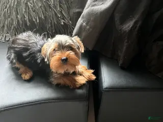 Yorkshire Terrier dogs Yorkshire Terrier Puppy 1 - Ad 10