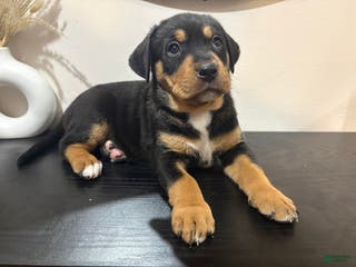 Mixed Breed dogs Athena - Ad 35