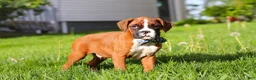 Boxer dogs for sale: Kian - Ad 1
