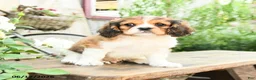 Cavachon dogs for sale: William - Ad 3