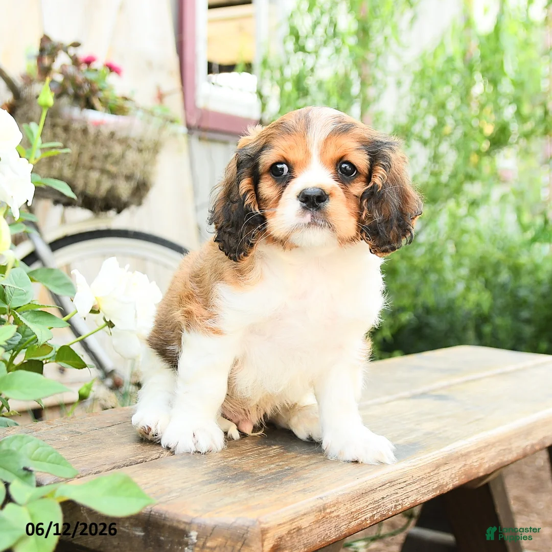 Cavachon dogs for sale: William - Ad 3